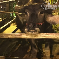 фото из отзыва ID 1930951