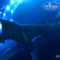 фото из отзыва ID 1931390