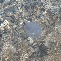 фото из отзыва ID 1931461