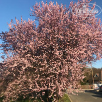 фото из отзыва ID 1931084