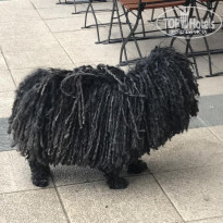 фото из отзыва ID 1931084