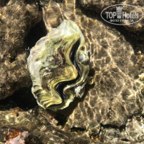 фото из отзыва ID 1932126