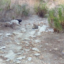 фото из отзыва ID 1932412