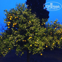 фото из отзыва ID 1933170