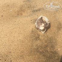 фото из отзыва ID 1933258