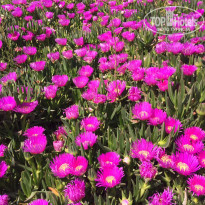 фото из отзыва ID 1935170