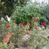 фото из отзыва ID 1936015