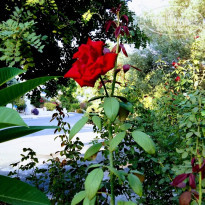 фото из отзыва ID 1936015