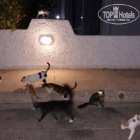 фото из отзыва ID 1936015