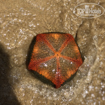 фото из отзыва ID 1936373