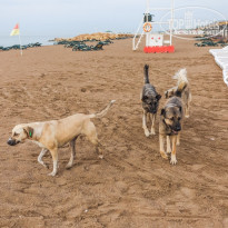 фото из отзыва ID 1937160