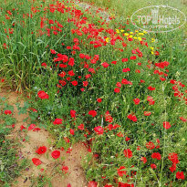 фото из отзыва ID 1937419