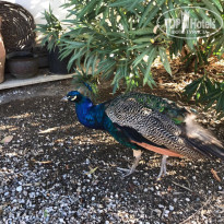 фото из отзыва ID 1937832