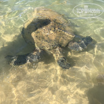 фото из отзыва ID 1937930