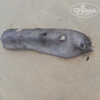 фото из отзыва ID 1938914