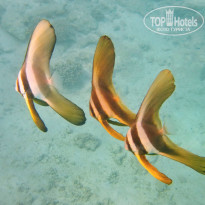 фото из отзыва ID 1939905