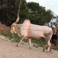 фото из отзыва ID 1939993