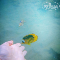 фото из отзыва ID 1940441