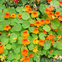 фото из отзыва ID 1940886