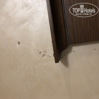 фото из отзыва ID 1941325