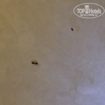 фото из отзыва ID 1941325