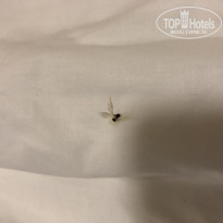 фото из отзыва ID 1941325