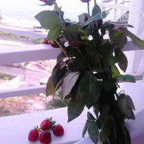 фото из отзыва ID 1941713