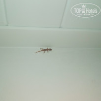 фото из отзыва ID 1942639