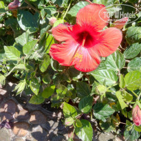 фото из отзыва ID 1942898