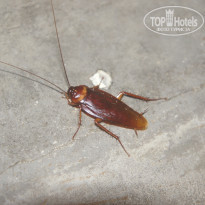 фото из отзыва ID 1943278