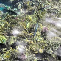 фото из отзыва ID 1943415