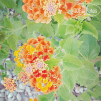 фото из отзыва ID 1942140