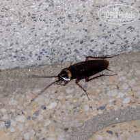 фото из отзыва ID 1943802