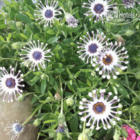 фото из отзыва ID 1945905