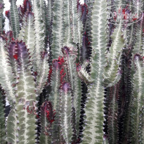 фото из отзыва ID 1945905