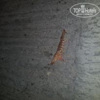 фото из отзыва ID 1946531