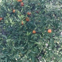 фото из отзыва ID 1948624