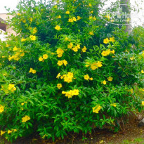 фото из отзыва ID 1949822