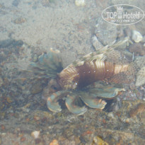 фото из отзыва ID 195975