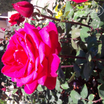 фото из отзыва ID 1950190