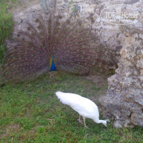 фото из отзыва ID 1951046