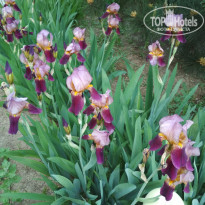 фото из отзыва ID 1953575