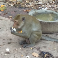 фото из отзыва ID 1953776