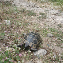 фото из отзыва ID 1955717