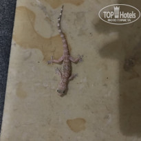 фото из отзыва ID 1956258