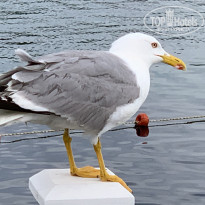 фото из отзыва ID 1959539