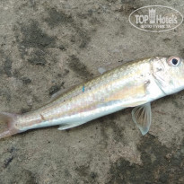 фото из отзыва ID 1959957