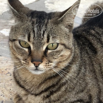 фото из отзыва ID 1950874