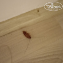 фото из отзыва ID 1960970