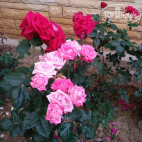 фото из отзыва ID 1961075